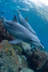 Foto op Canvas great white shark in aquarium © 敏治 荒川