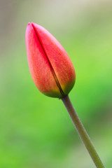 The symbol of spring: The red lonely tulip on a green background lit with beams setting the sun