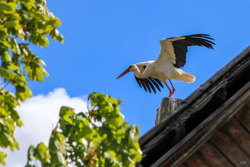 Stork on the roof of the house