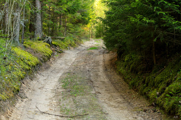 Forest road in Belarus