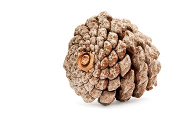 pine cone on a white background