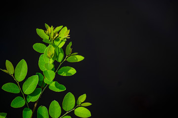 unknown name,  green leaf plant isolated on black background
