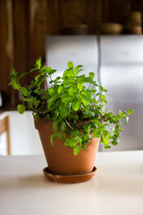 Fototapeta na wymiar Mint Plant In A Modern Kitchen