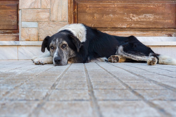Big dog waiting for his owner lying on the sidewalk, close-up. Sad dog lying on his legs outdoor....