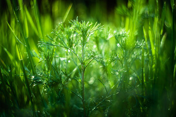 closeup fresh green grass with morning dew and amazing bokeh. picture with soft focus.  natural summer or spring background.