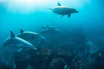 sharks in the sea
