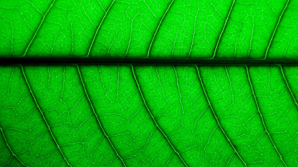 Texture and detail of green leaf.