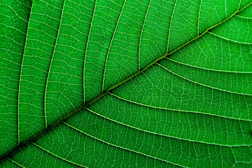 Texture and detail of green leaf.