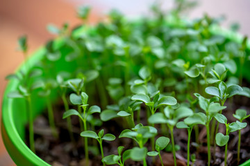Microgreen in a green pot, new growth