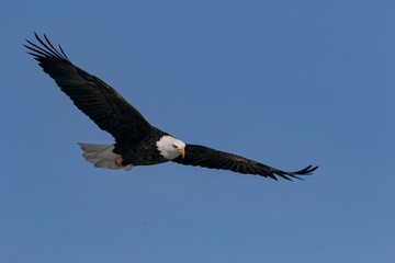 Bald Eagle Flying  in Blue Clear Sky