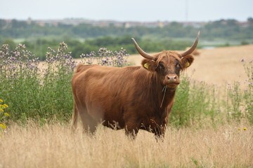 cow