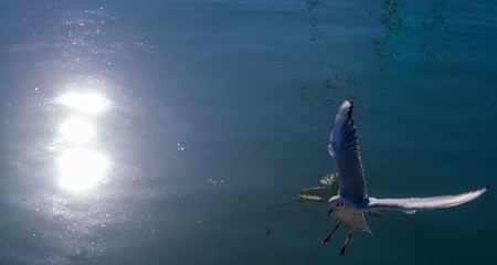 Obraz premium Backlight on the sea with vibrant reflections of the sun on the water and a flying seagull. Space to write.