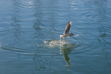 Fototapeta premium A flying seagull has just caught a prey