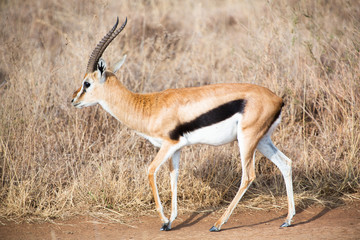 Gazelle in masai mara