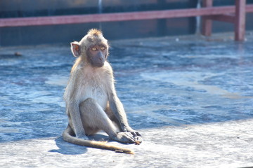 Urban monkeys. Macaques in Thailand. monkeys in Asia. Mountain monkeys.