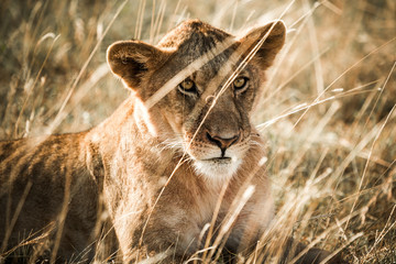 Obraz na płótnie Canvas Lion in masai mara Kenya
