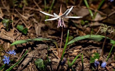 snowdrops in the forest