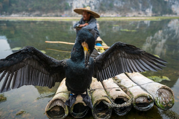 A black cormorant standing in front of a fisherman