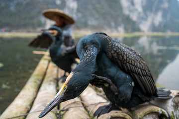 A black cormorant standing in front of a fisherman