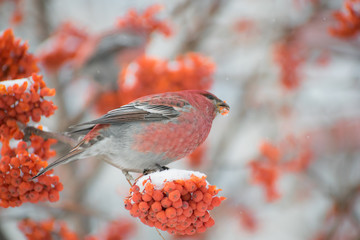 Pine grosbeak (Pinicola enucleator) male bird feeding on Sorbus berries