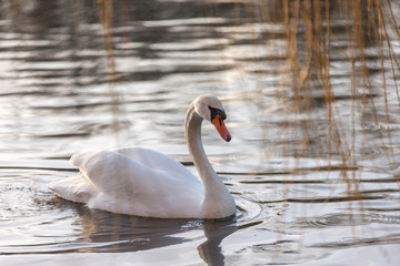 Fototapeta premium swan on the lake