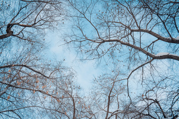 Fototapeta na wymiar Tree branches against the sky in winter