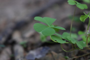 Clover plant in a garden