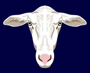 vector illustration of a white hornless goat