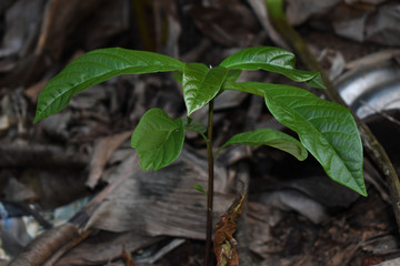 young plant in the garden