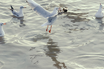 Many Seagull flying in the sea water with natural light from the sun rise, Selective focus.