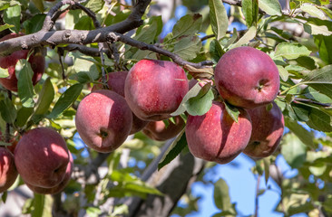 apples on tree