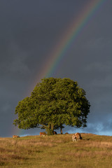 Naklejka na ściany i meble rainbow over the field