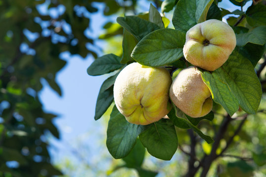 Raw apple quince fruits on tree branches. Harvest concept. Soft focus