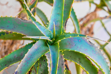 Spiny leaves on a Closeup of Cactus