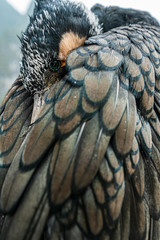 The black cormorant portrait closed-up