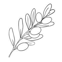 Branch of black olive. Vector illustration isolated on white background. - obrazy, fototapety, plakaty