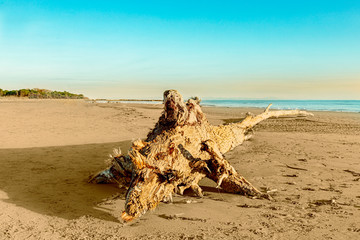 Fototapeta premium Monster on the beach
