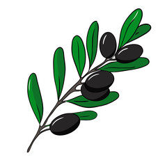 Branch of black olive. Vector illustration isolated on white background.