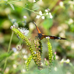 butterfly on flower