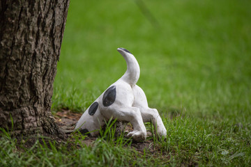 jack russell terrier