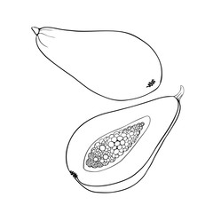 Doodle icon with papaya line on white background. Vector Fruit food design. hand drawn illustration