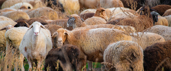 big herd of multi color sheeps graze in the mountain field