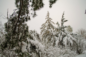  extreme precipitation events Winter forest, trees, spruce, pine, fir under snow. Tree branches bend under the weight of snow.