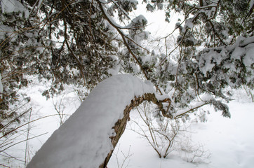  extreme precipitation events Winter forest, trees, spruce, pine, fir under snow. Tree branches bend under the weight of snow.