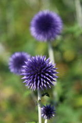 Blaue Kugelblume