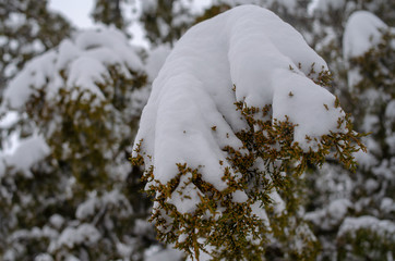  extreme precipitation events Winter forest, trees, spruce, pine, fir under snow. Tree branches bend under the weight of snow.