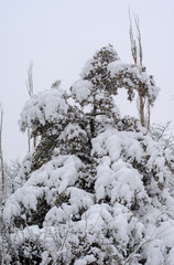  extreme precipitation events Winter forest, trees, spruce, pine, fir under snow. Tree branches bend under the weight of snow.