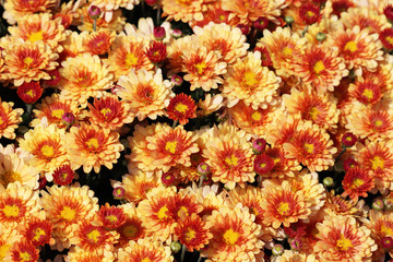 Fototapeta na wymiar Orange and red chrysanthemums, festive floral background. Colorful flowers, beautiful pattern