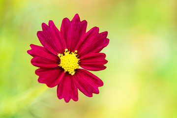 Obraz premium Red cosmos flower, yellow pollen in the garden.