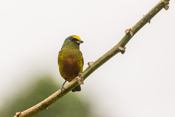 Olive-backed Euphonia (Euphonia gouldi) resting on a branch